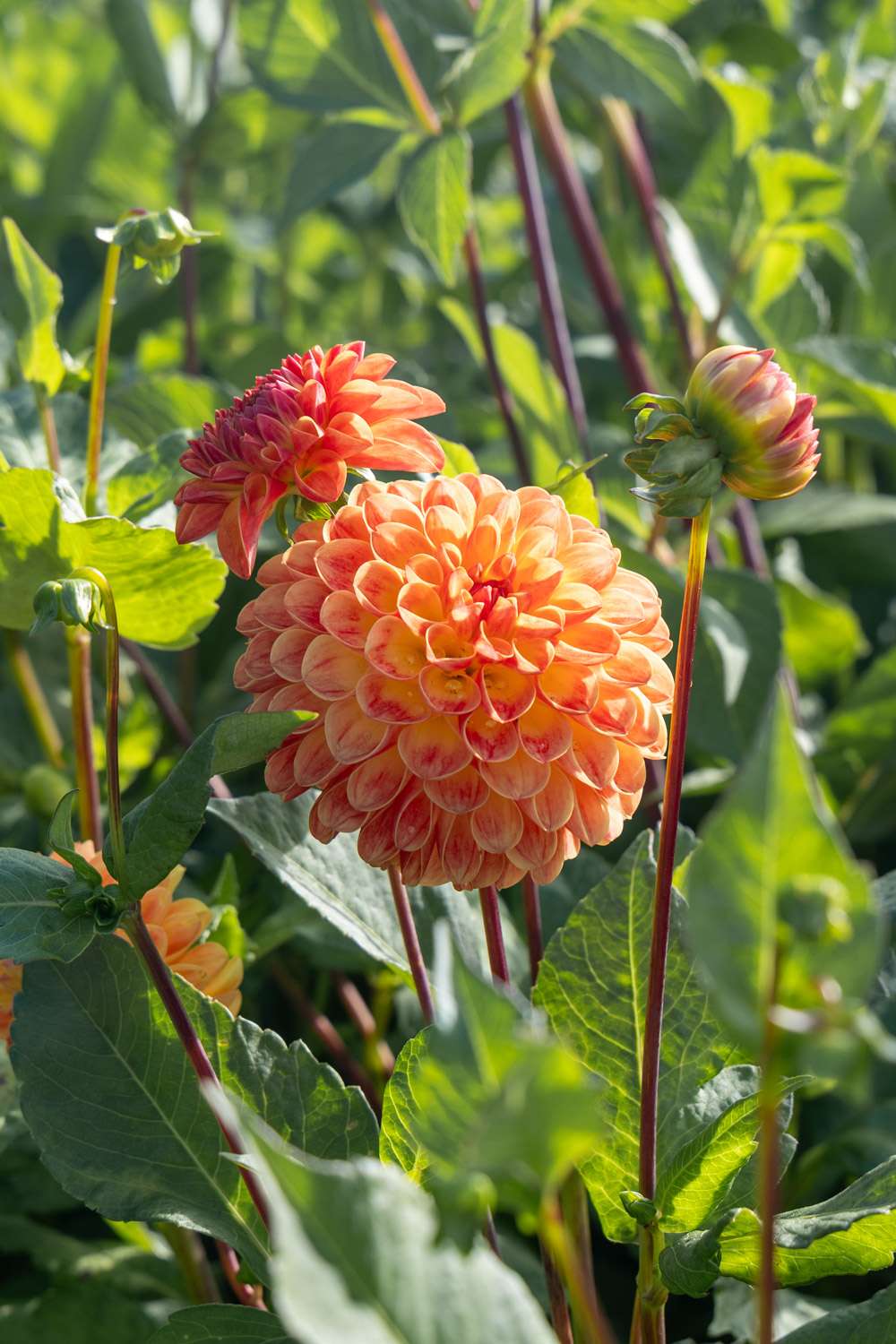 Dahlia Jowey Chantal